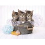 Clementoni Kittens and soap Puzzle 500 pz (35065)