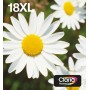 Epson Daisy Multipack Margherita 4 colori Inchiostri Claria Home 18XL in confezione EasyMail Packaging (C13T18164511)
