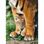 Clementoni Bengal Tiger Club Between Its Mother's Legs - 500 pcs - High Quality Collection (35046A)