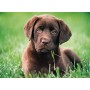Clementoni 35072 puzzle 500 pz (35072)