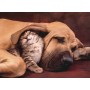 Clementoni Cuddles Puzzle da pavimento 500 pz (35020)