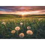 Ravensburger 16990 puzzle 500 pz Landscape (169900)