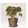 CF60 CARTELLINI P/PIANTE 250X25