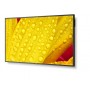 NEC MultiSync M551-2 Design chiosco 127 cm (50") LED 4K Ultra HD Nero Processore integrato