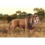 schleich WILD LIFE 14726 action figure giocattolo