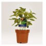 CF60 CARTELLINI P/PIANTE 128X47