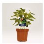 CF120 CARTELLINI P/PIANTE100X20