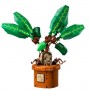 MANDRAGOLA
