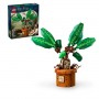 MANDRAGOLA