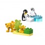 FAMIGLIE ANIMALI PINGUINI LEONI