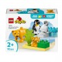 FAMIGLIE ANIMALI PINGUINI LEONI