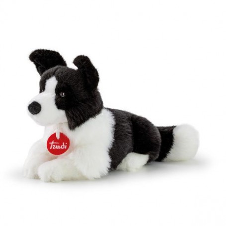 BORDER COLLIE SCOTT (TUDN7000)